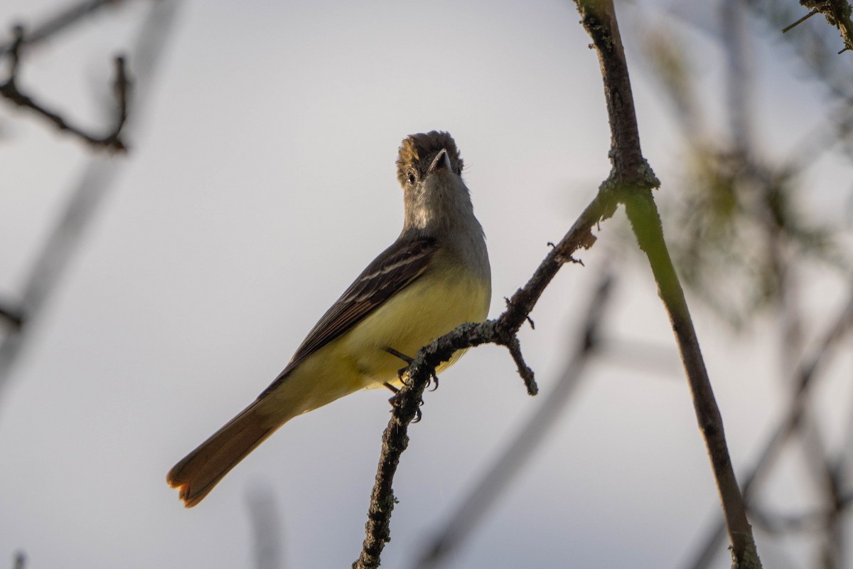 Great Crested Flycatcher - ML619212545