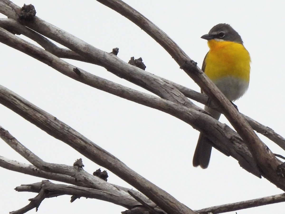 Yellow-breasted Chat - ML619212554