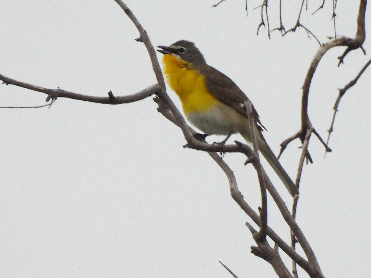 Yellow-breasted Chat - ML619212556