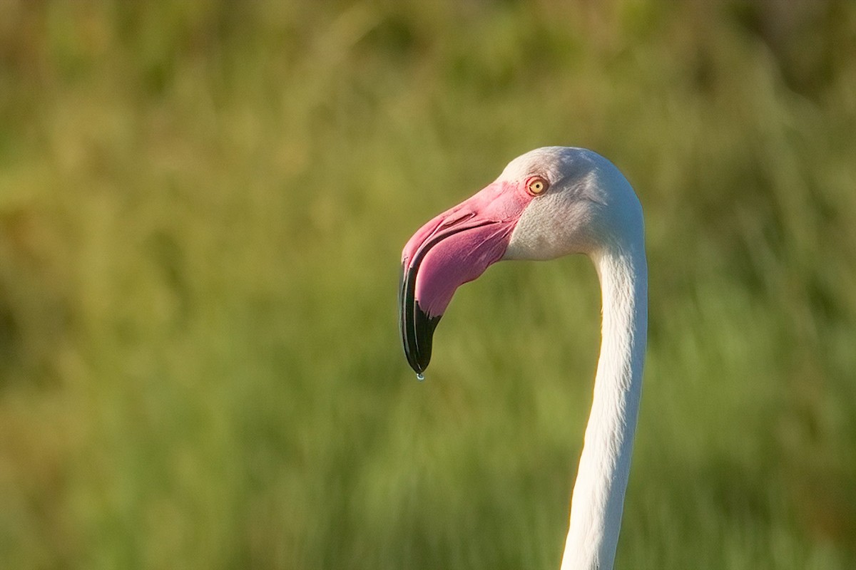 Greater Flamingo - ML619212557