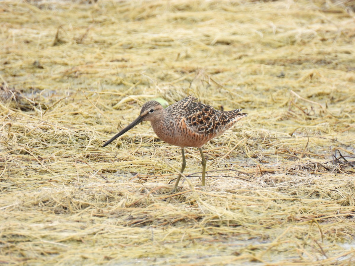 Long-billed Dowitcher - ML619212597
