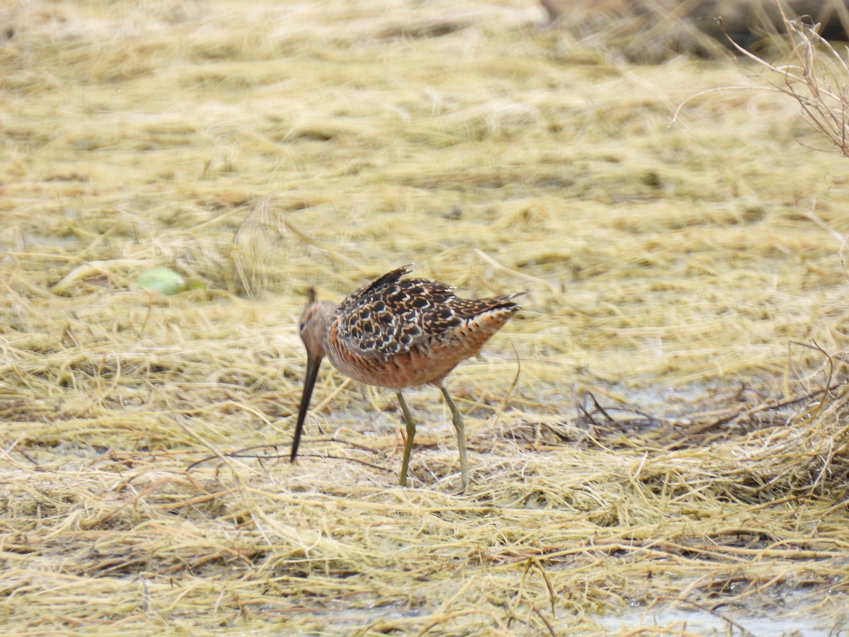 Long-billed Dowitcher - ML619212598