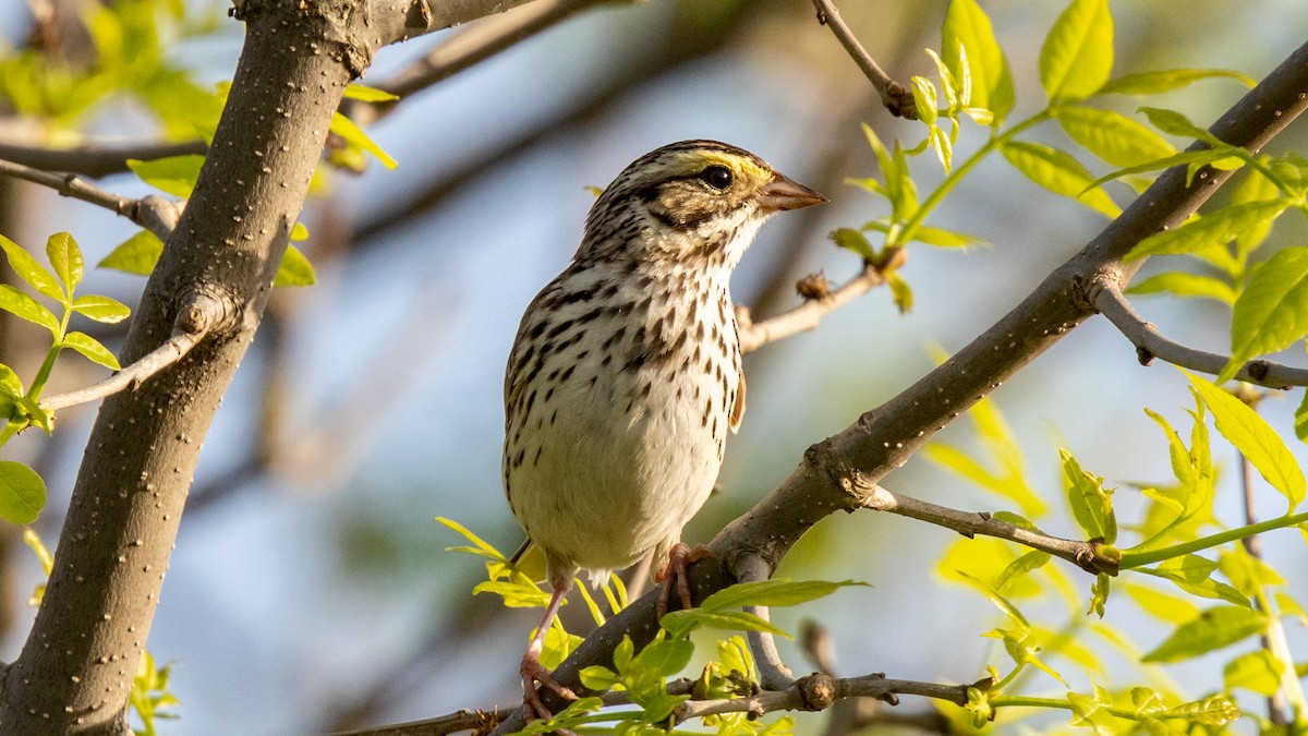 Savannah Sparrow - ML619212629