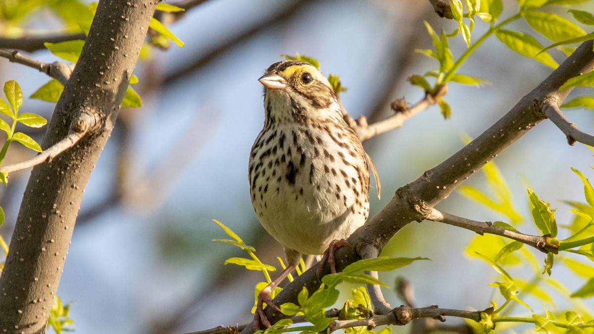 Savannah Sparrow - ML619212630