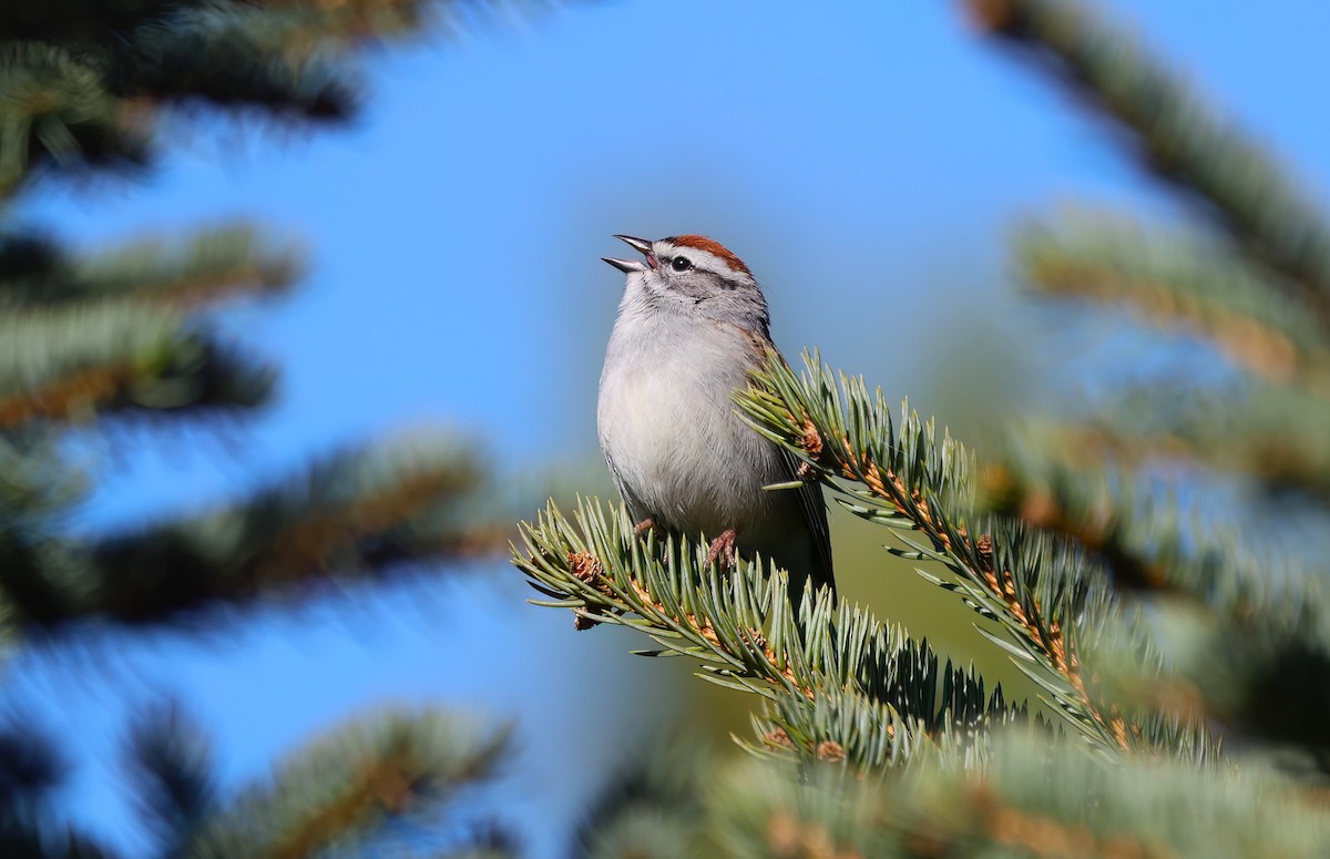 Chipping Sparrow - ML619212635