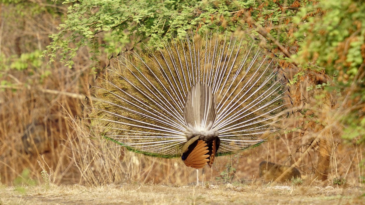 Indian Peafowl - ML619212666