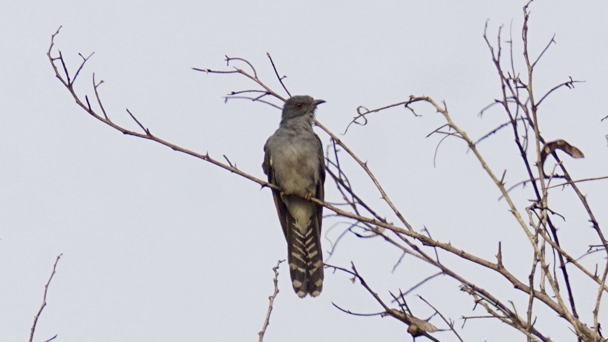 Common Hawk-Cuckoo - ML619212670