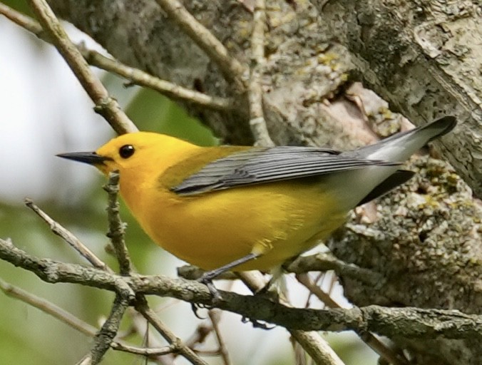 Prothonotary Warbler - ML619212699