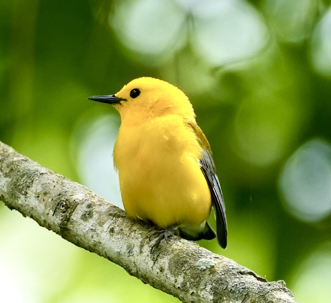 Prothonotary Warbler - ML619212700