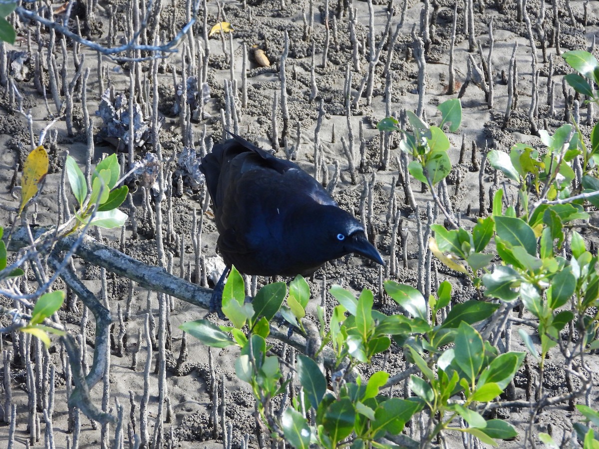 crow/raven sp. - ML619212738