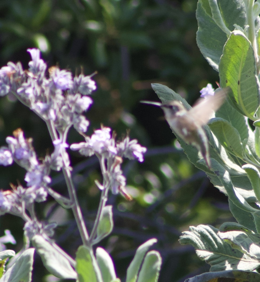 Anna's Hummingbird - ML619212787