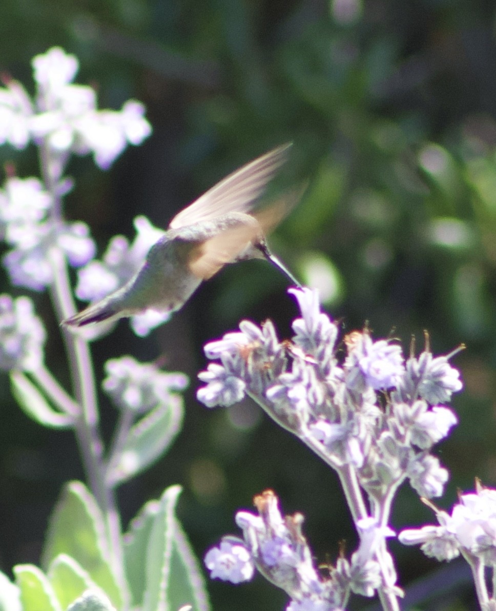 Anna's Hummingbird - ML619212788