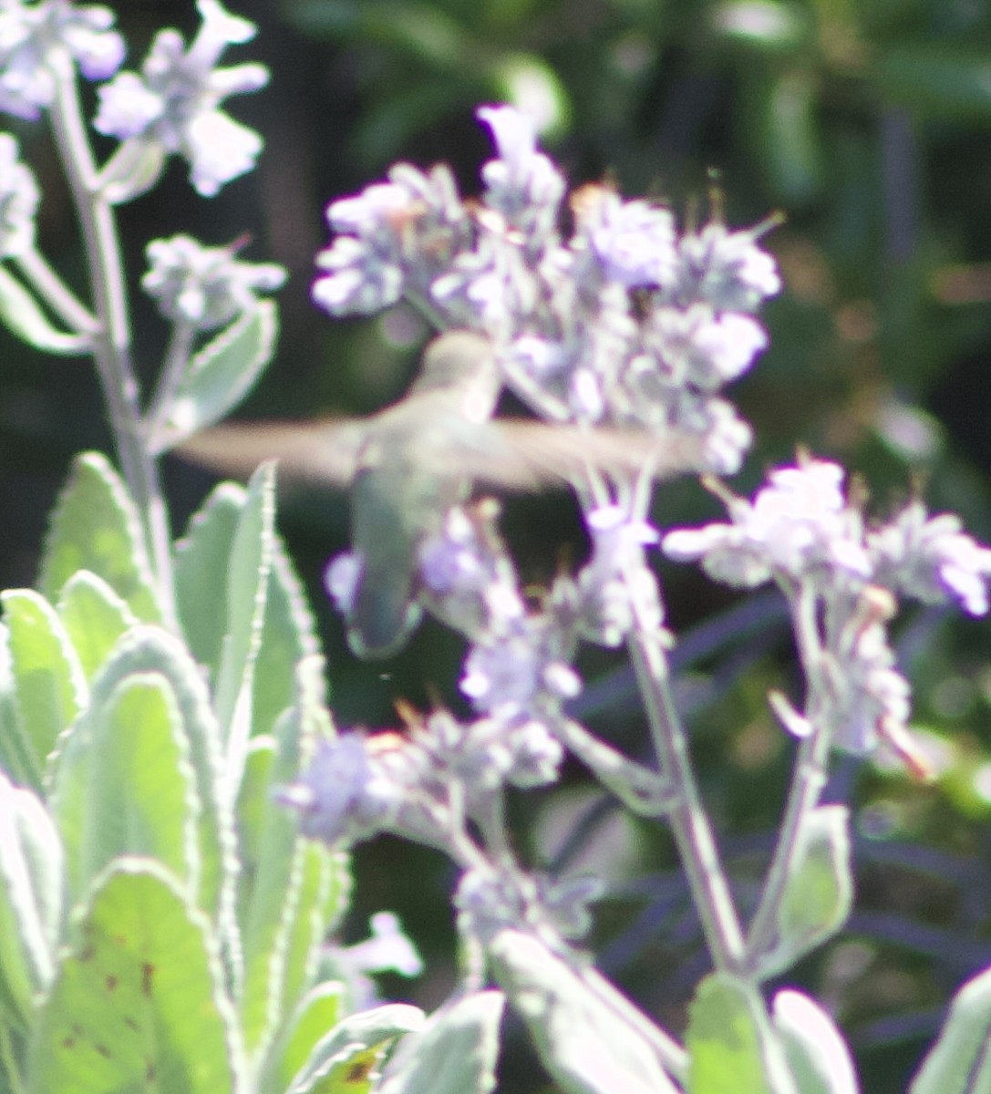 Anna's Hummingbird - ML619212789