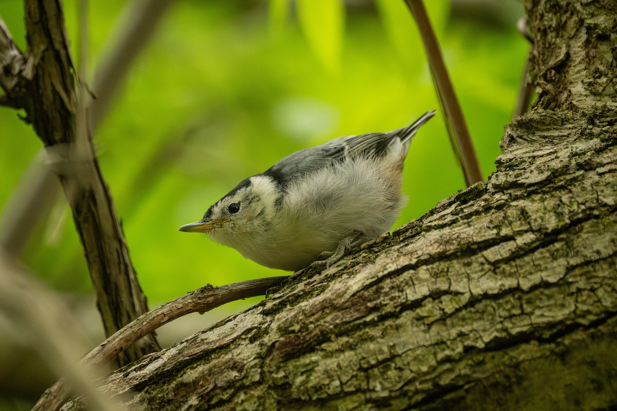 White-breasted Nuthatch - ML619212807