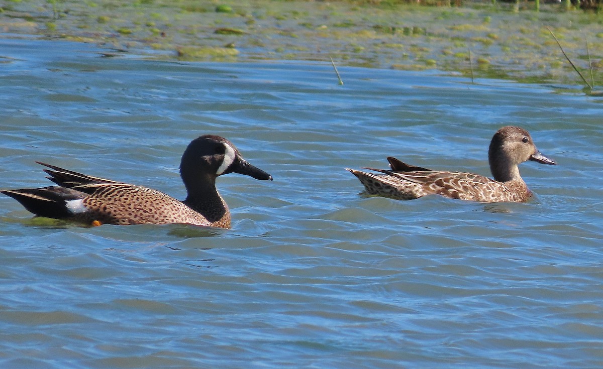 Blue-winged Teal - ML619212810