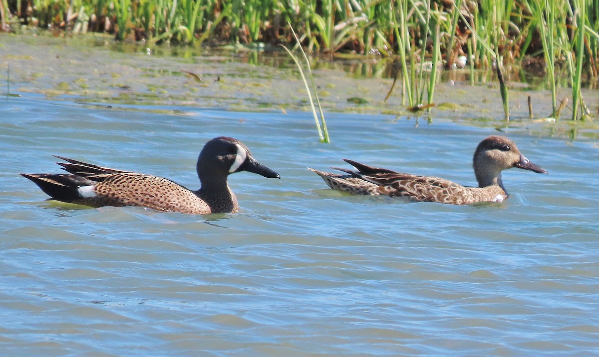 Blue-winged Teal - ML619212811