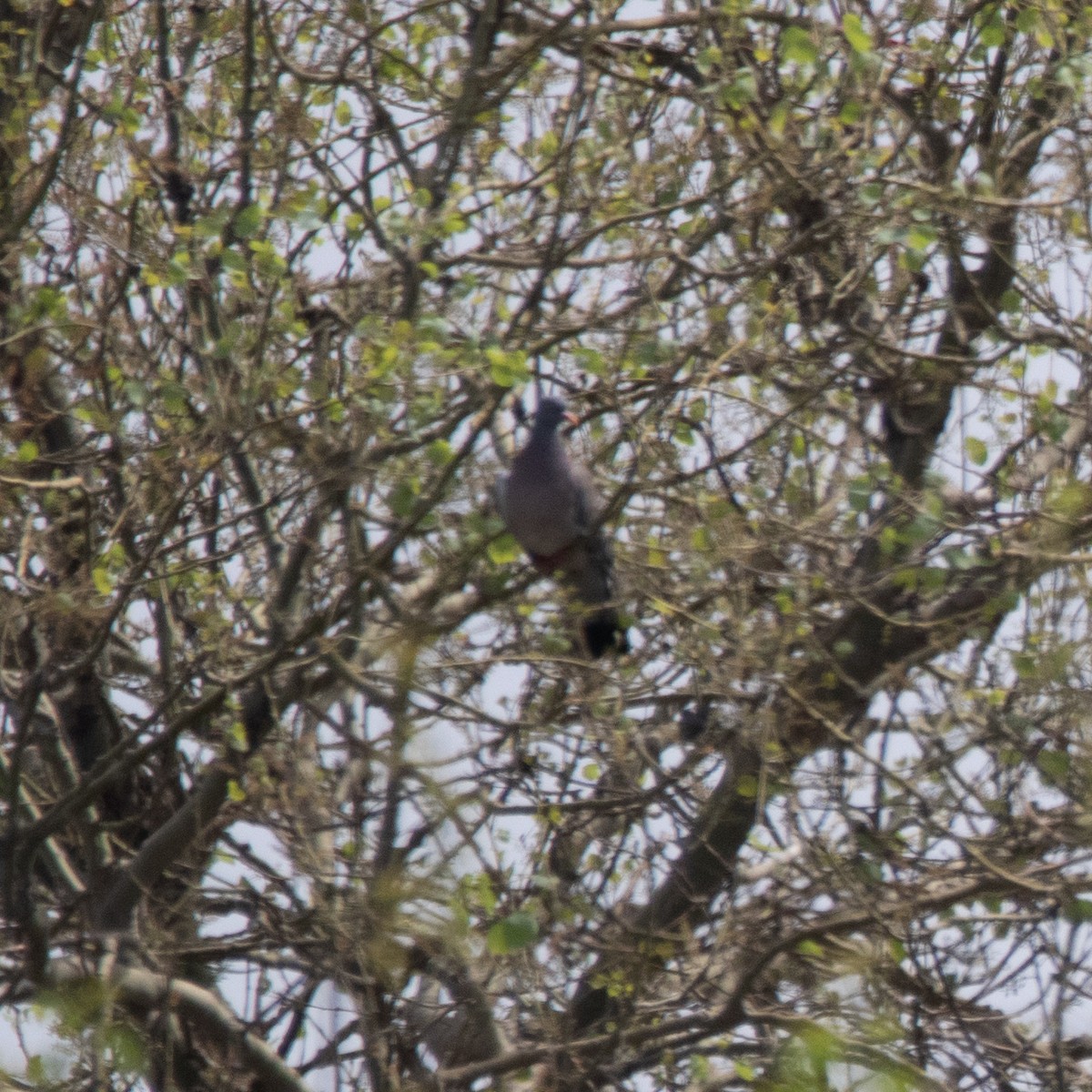Common Wood-Pigeon - ML619212816