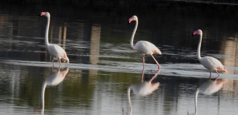 Greater Flamingo - ML619212826