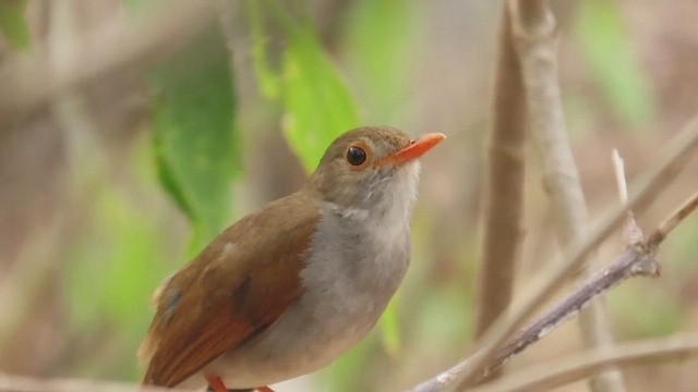 Orange-billed Nightingale-Thrush - ML619212839