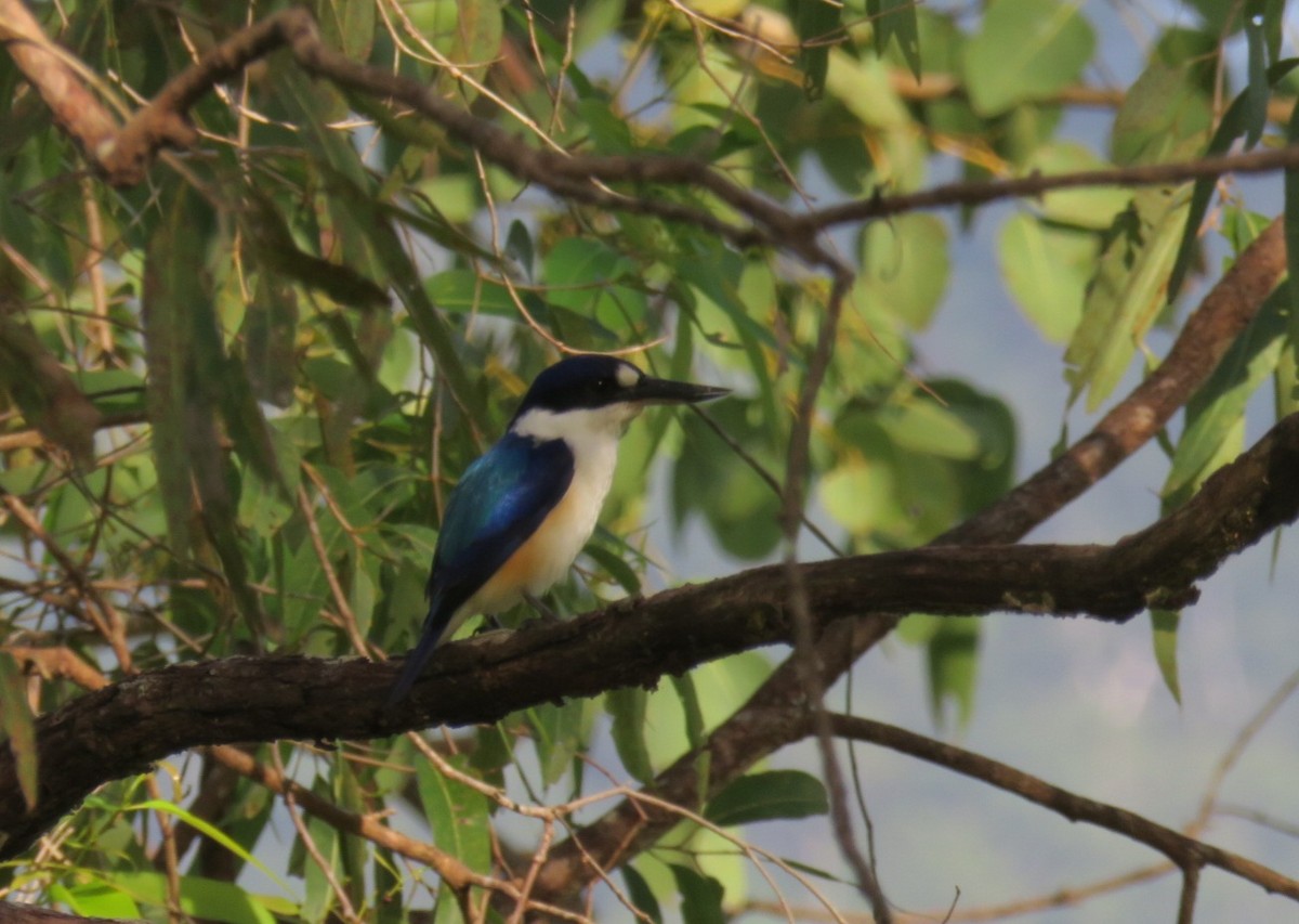 Forest Kingfisher - ML619212880
