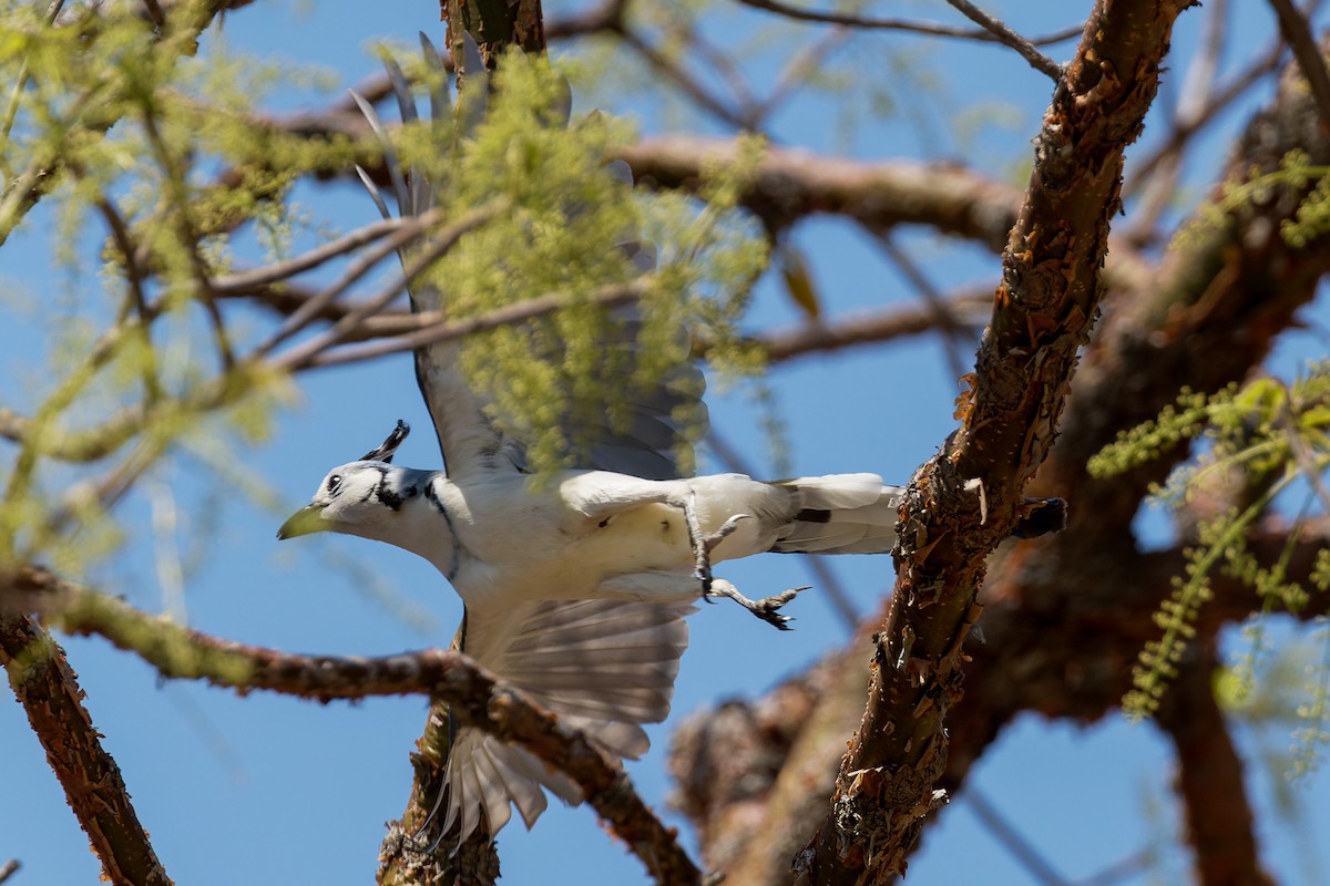 White-throated Magpie-Jay - ML619212895