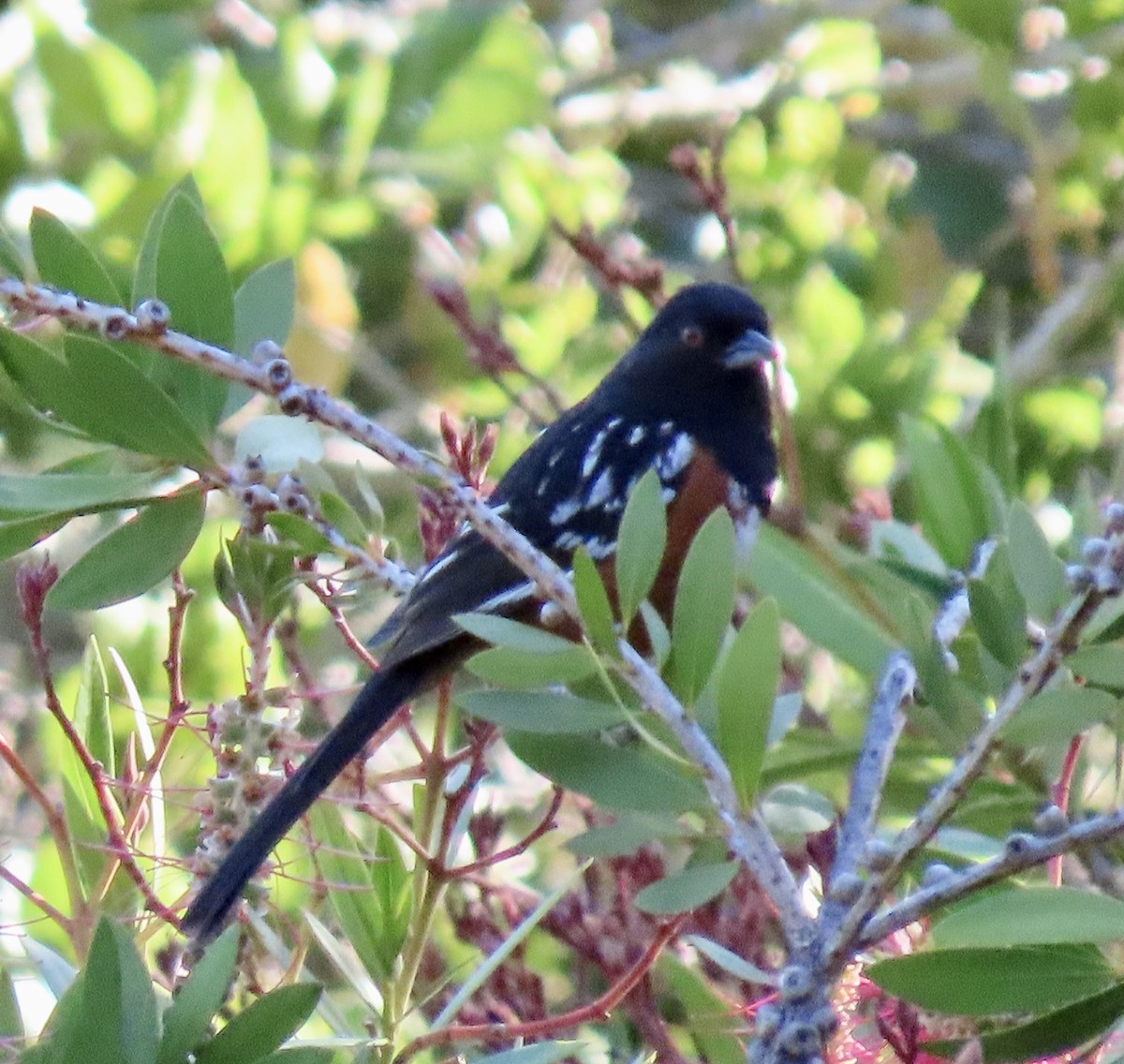 Spotted Towhee - ML619212957