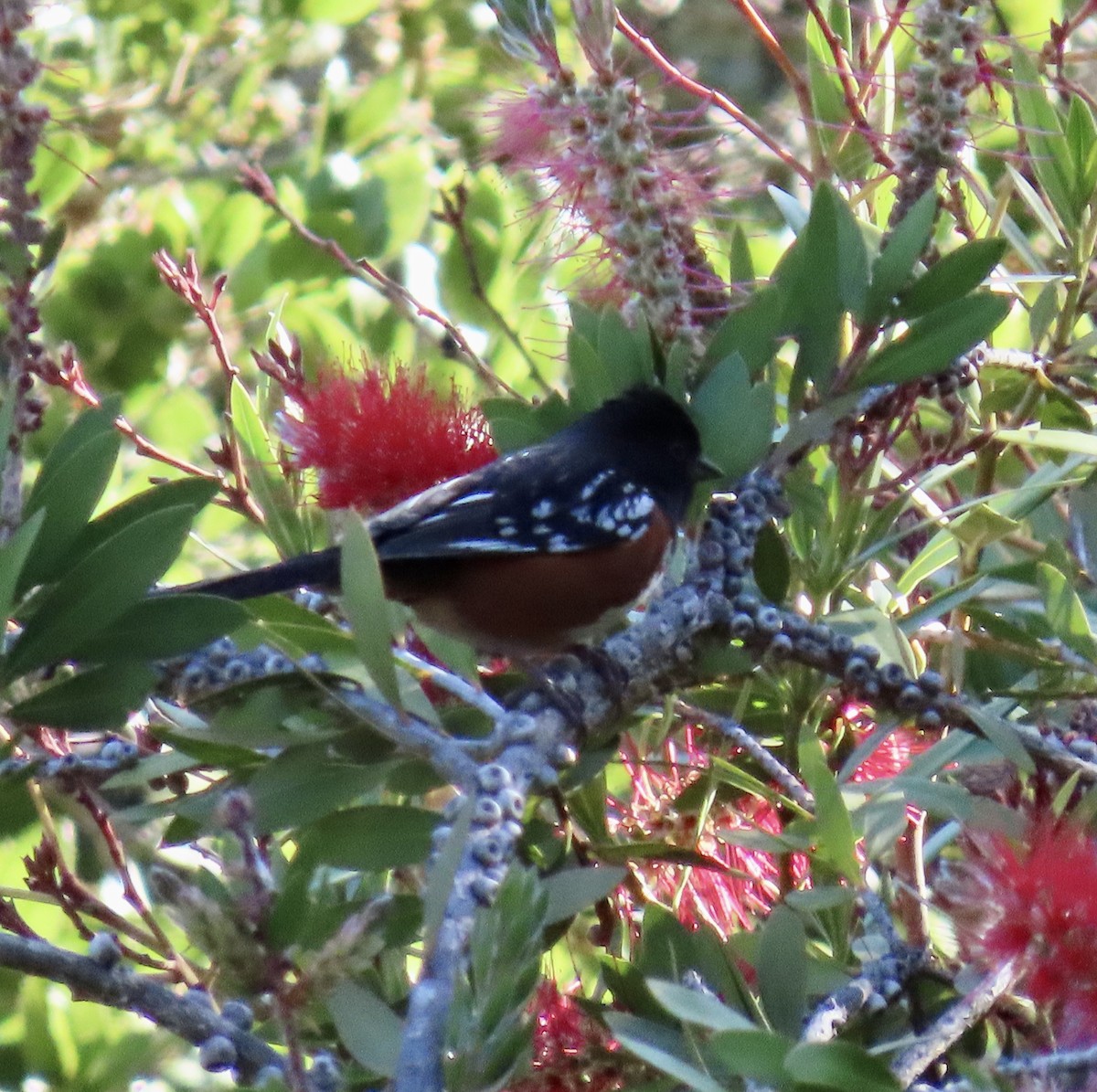 Spotted Towhee - ML619212958