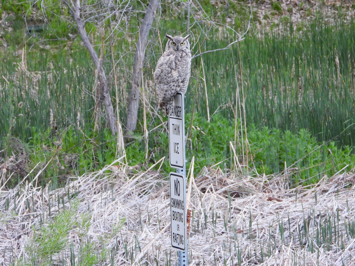 Great Horned Owl - ML619212980