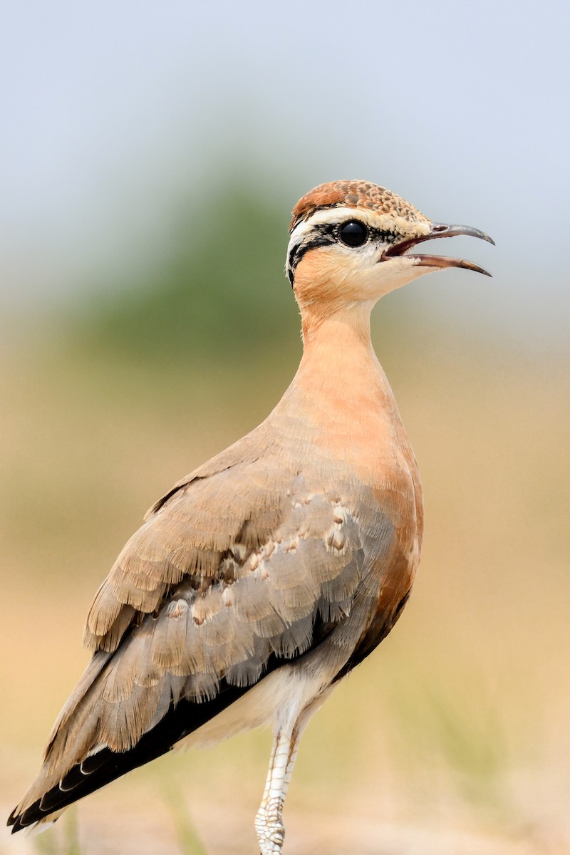 Indian Courser - ML619212996