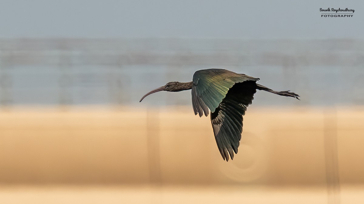 ibis hnědý - ML619213001