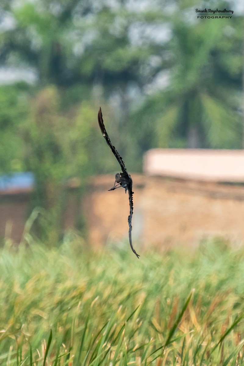 ibis hnědý - ML619213002