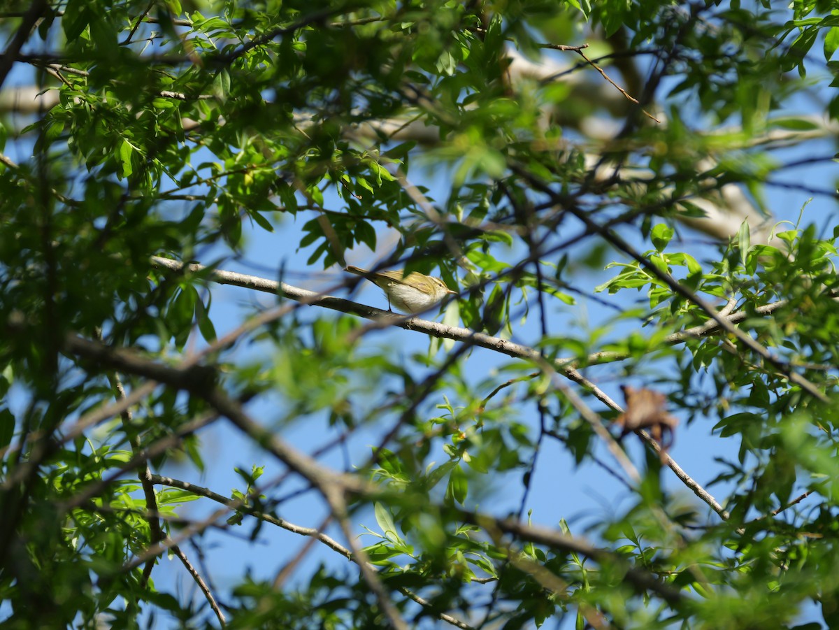 Eastern Crowned Warbler - ML619213011