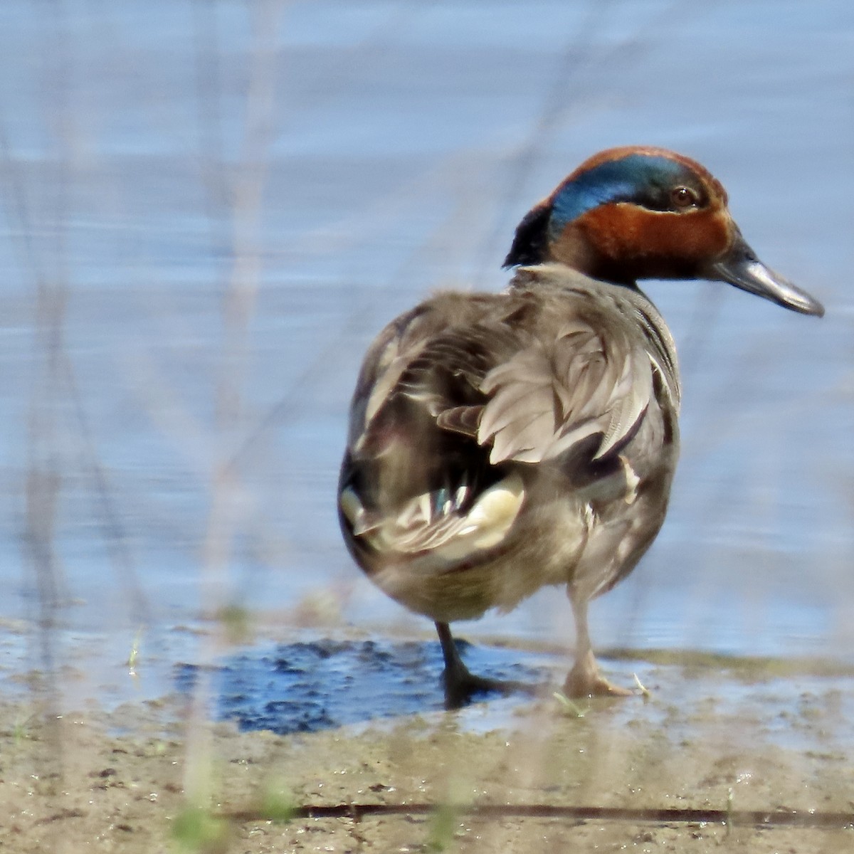 Green-winged Teal - ML619213027