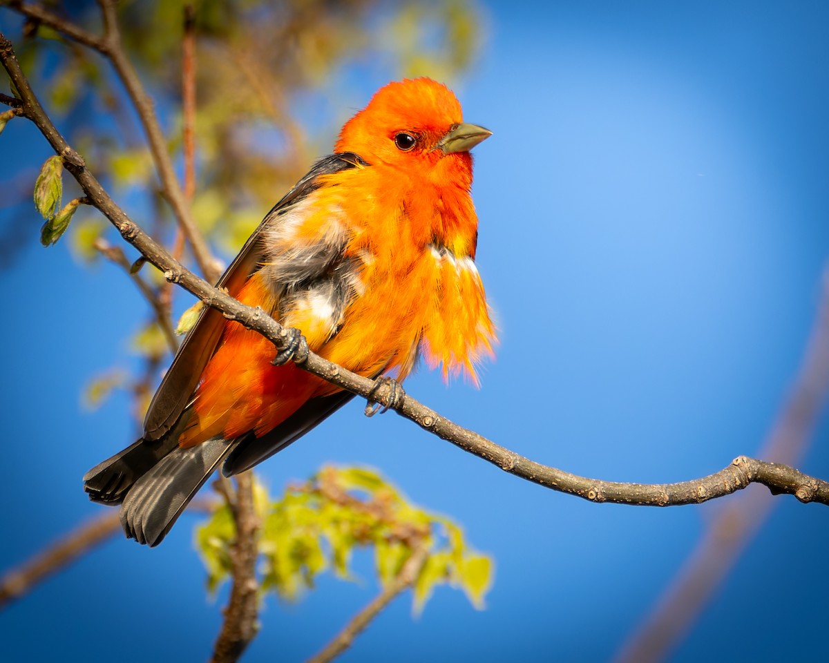 Scarlet Tanager - ML619213109