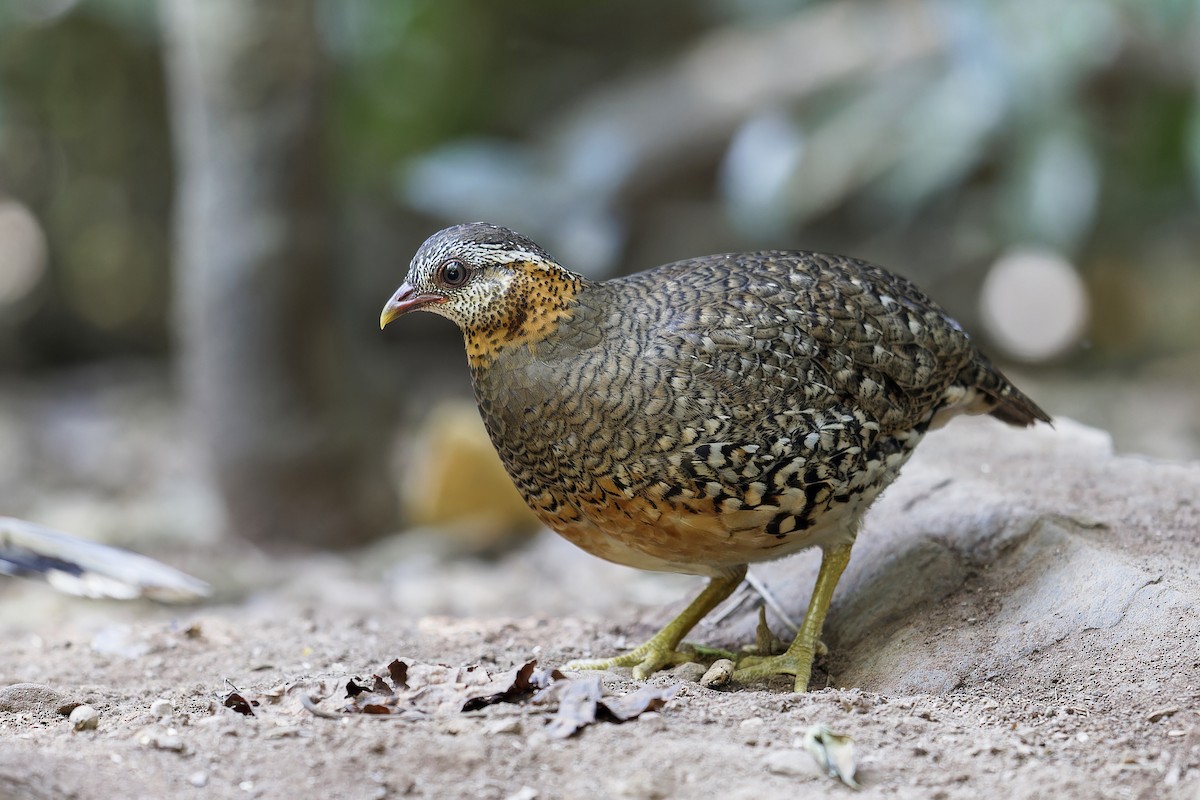 Scaly-breasted Partridge - ML619213194