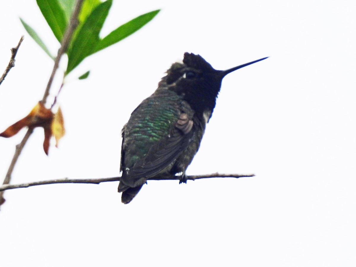 Anna's Hummingbird - ML619213222