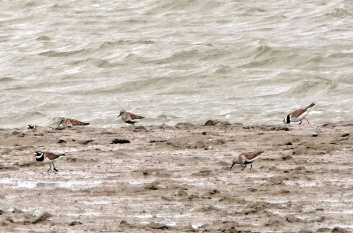 Common Ringed Plover - ML619213282