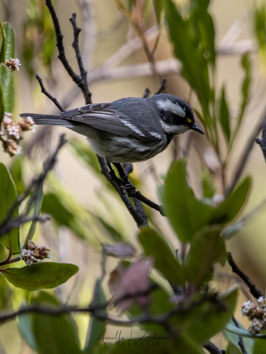 Black-throated Gray Warbler - ML619213304