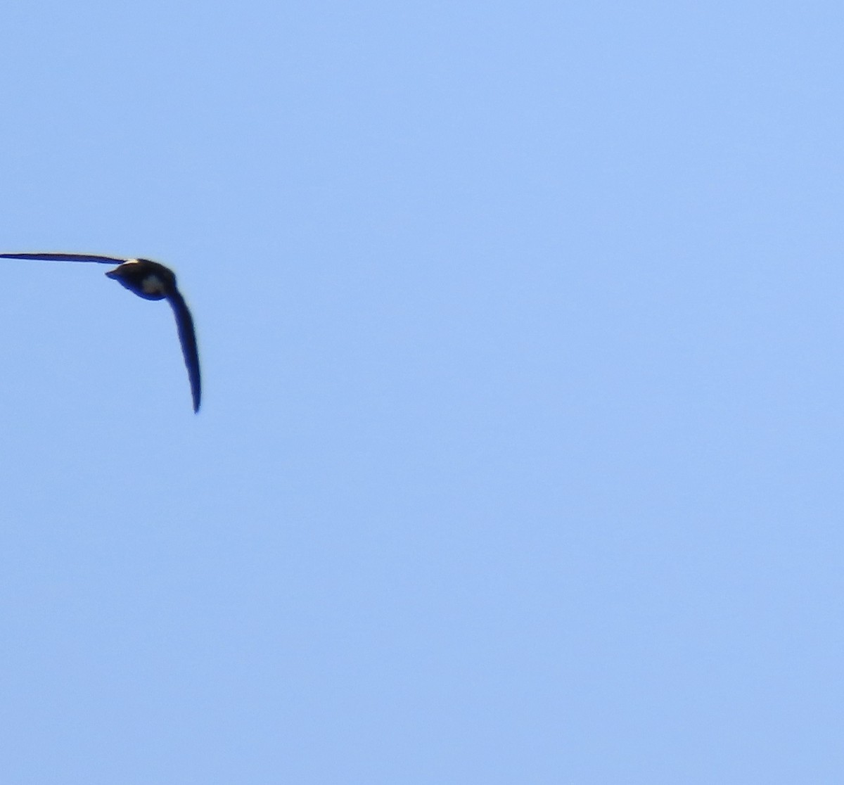 White-throated Swift - ML619213316
