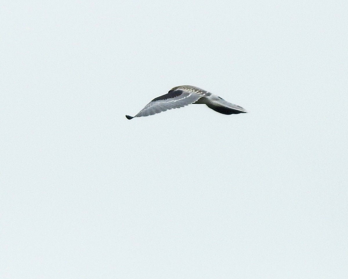 White-tailed Kite - ML619213363