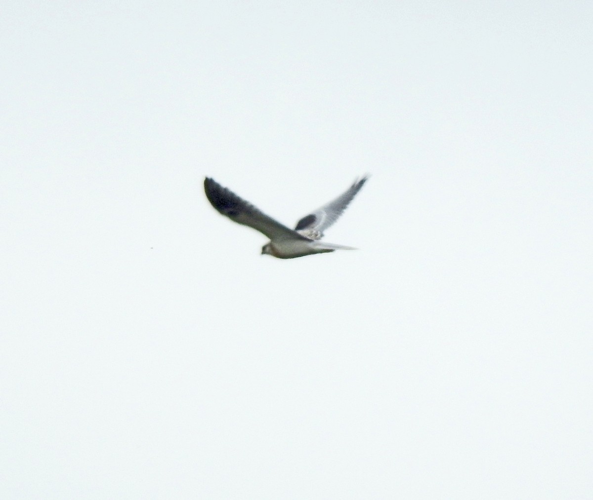 White-tailed Kite - ML619213364
