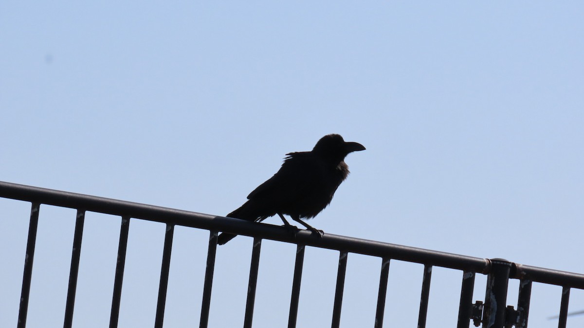 Large-billed Crow - ML619213376