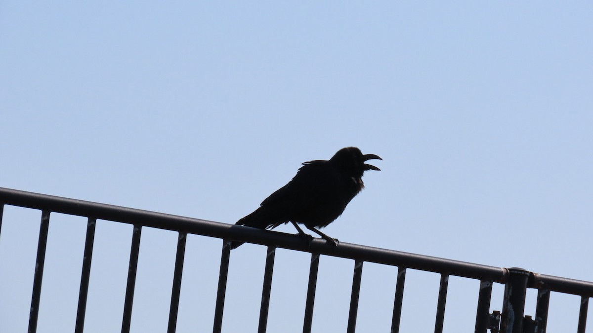 Large-billed Crow - ML619213377