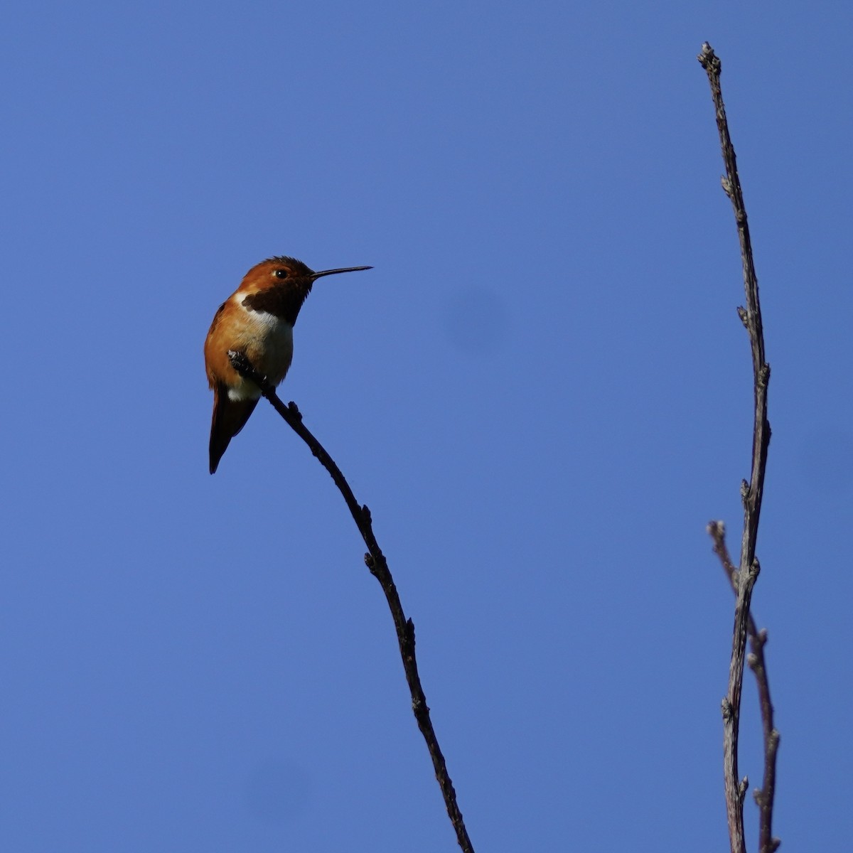 Rufous Hummingbird - ML619213400