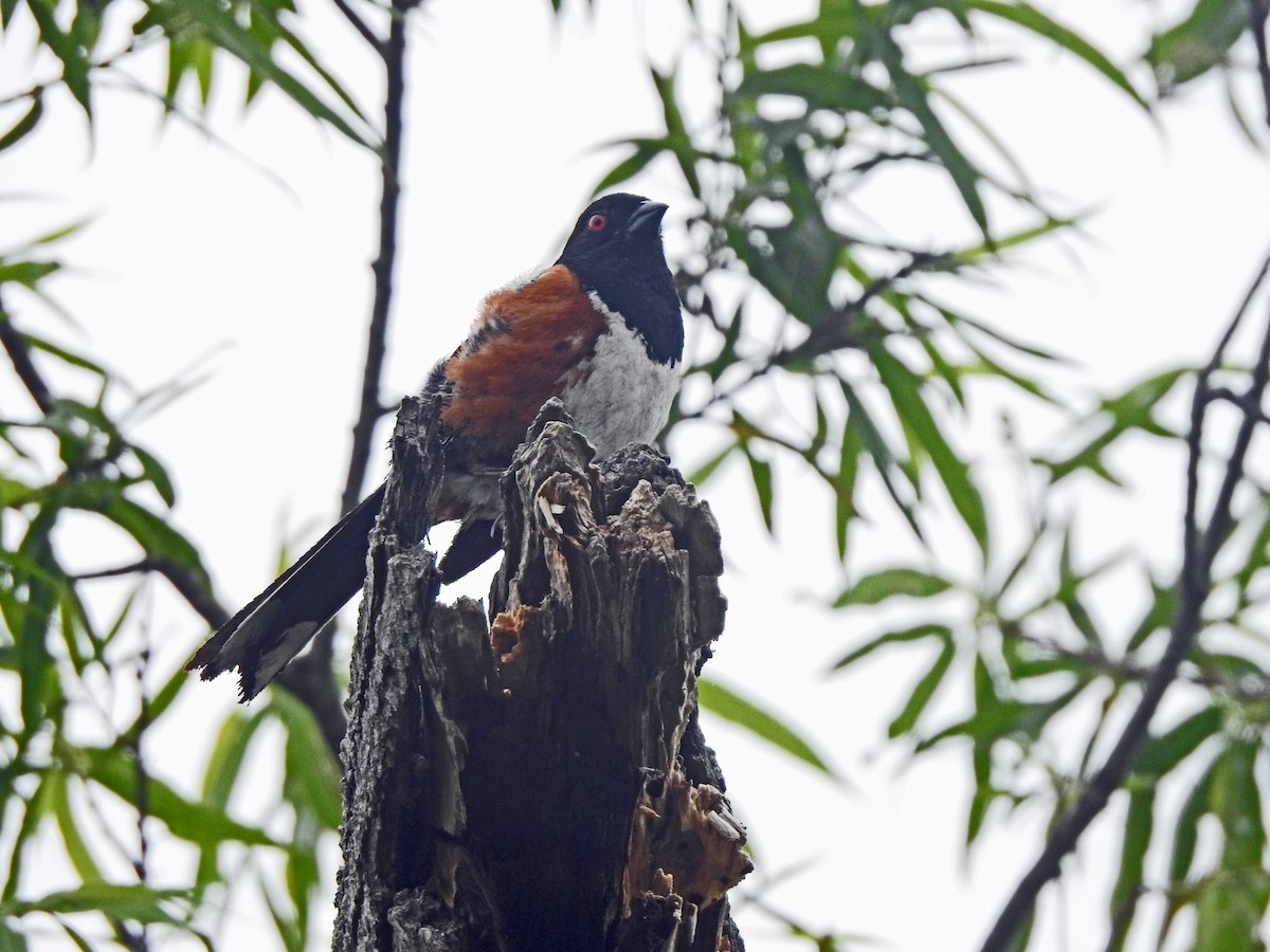Spotted Towhee - ML619213405