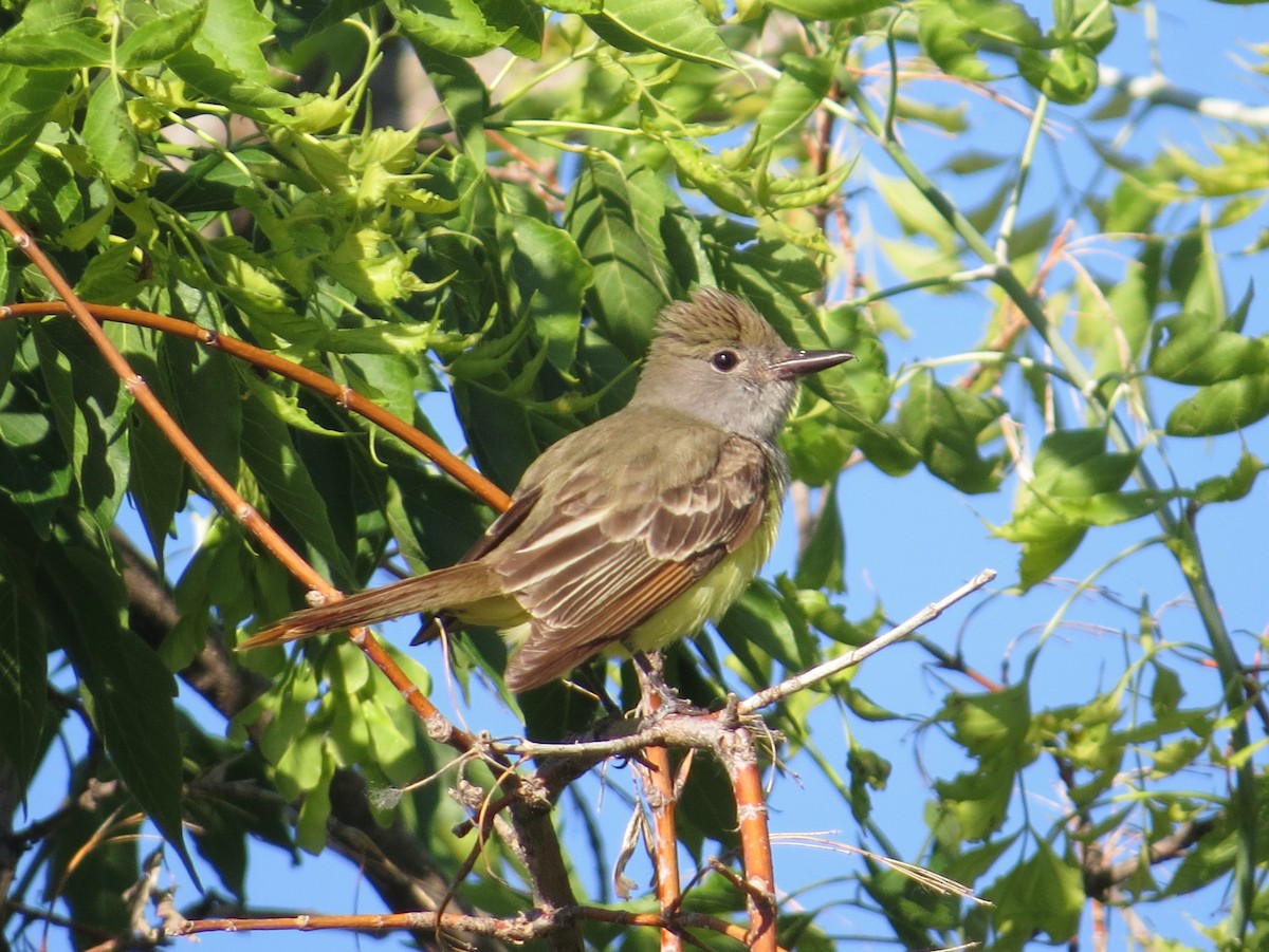 Great Crested Flycatcher - ML61921341