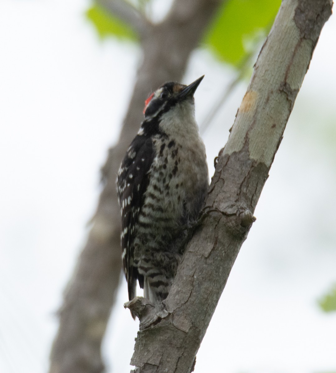 Nuttall's Woodpecker - ML619213430