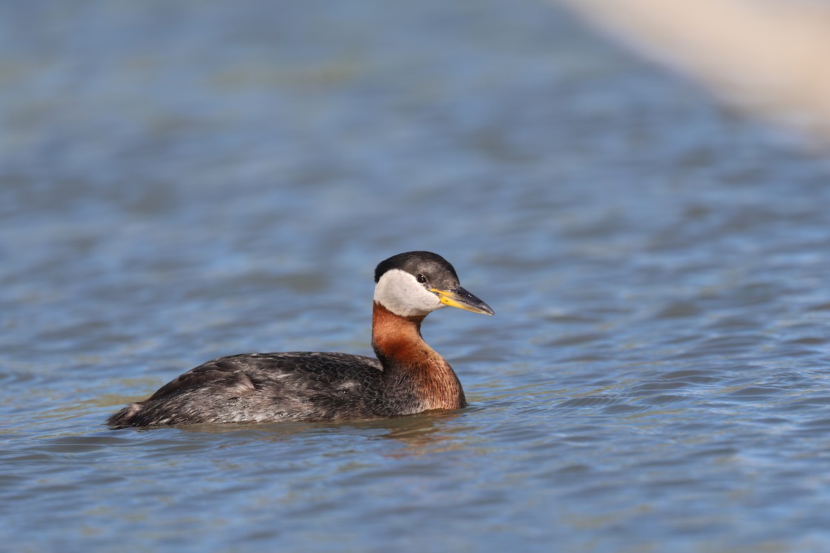 Red-necked Grebe - ML619213442