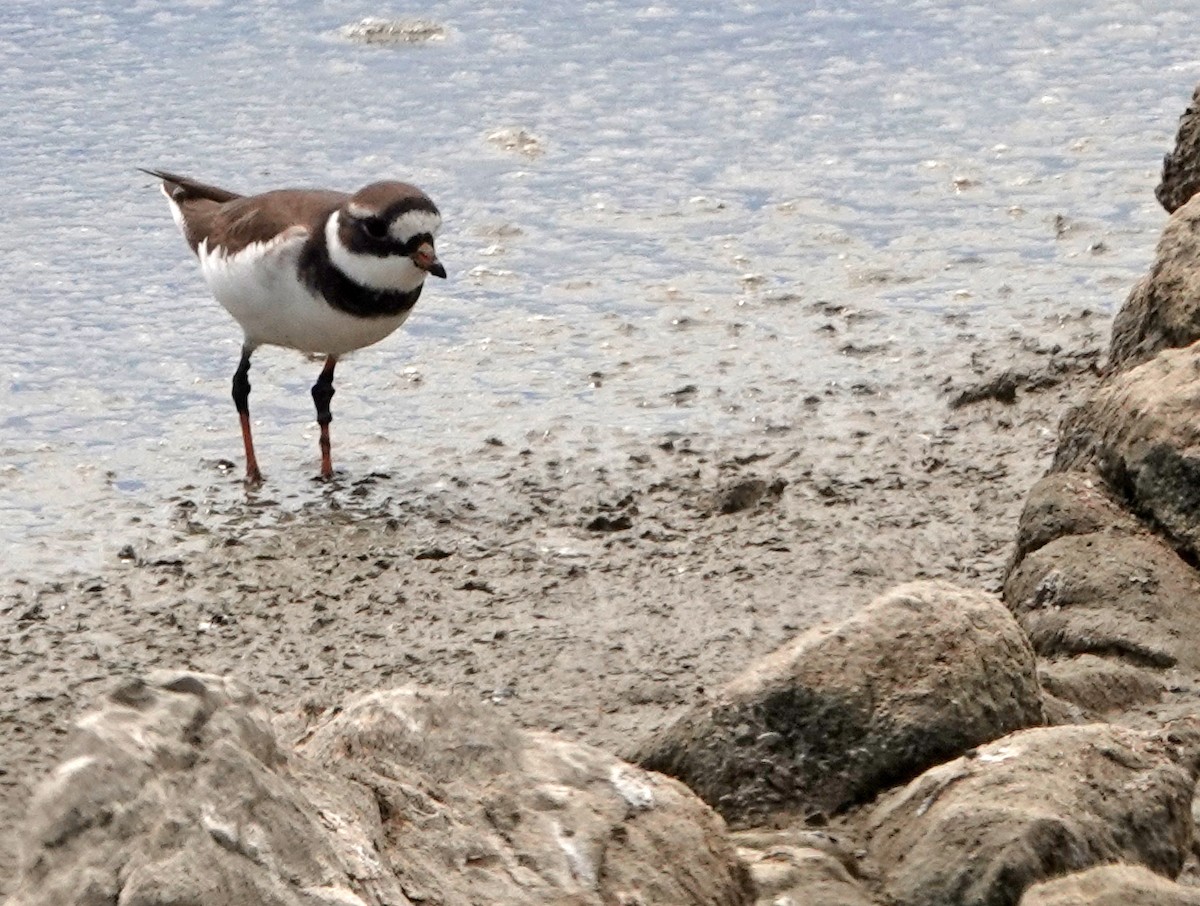 Common Ringed Plover - ML619213478