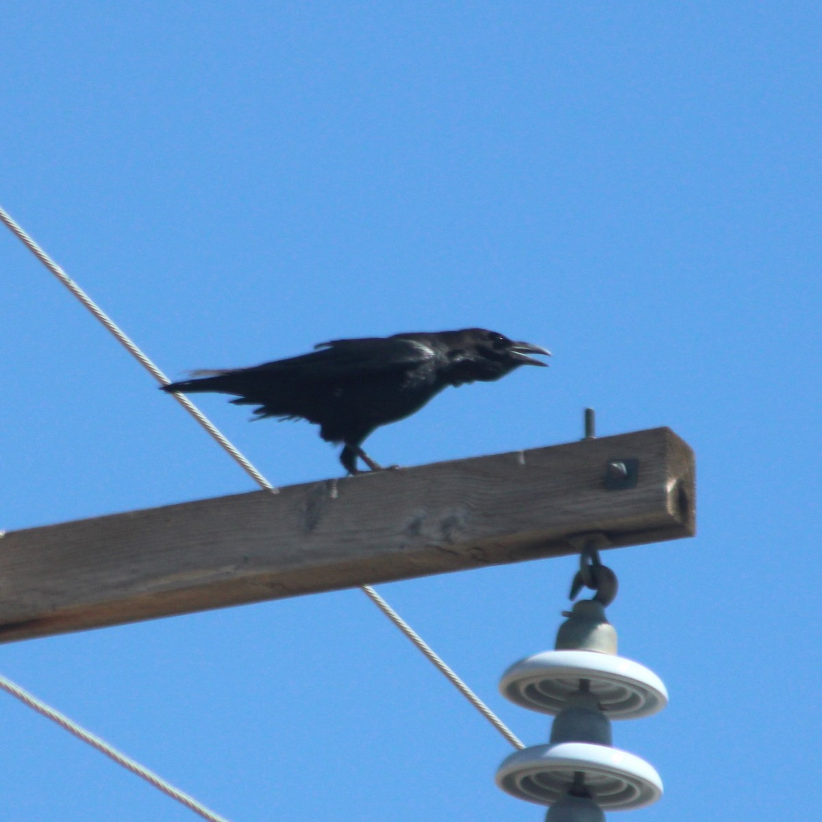 Chihuahuan Raven - ML619213557